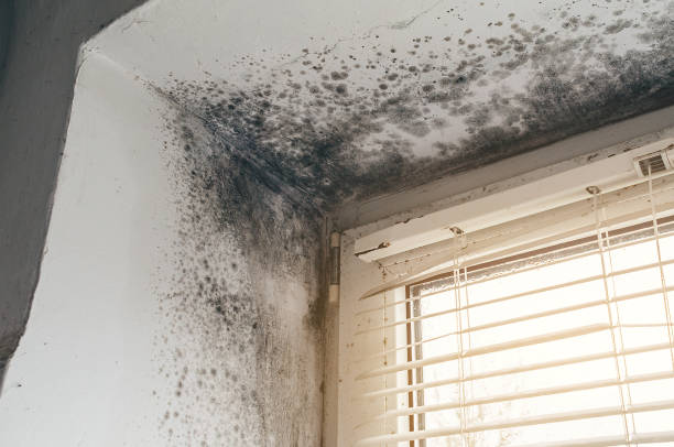 Affordable Basement Mold Remediation solutions in Livingston, TN